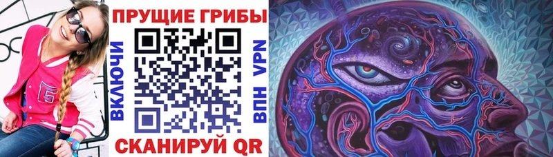 blacksprut ССЫЛКА  Новотитаровская  Галлюциногенные грибы Psilocybe  цена  
